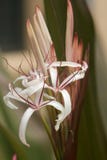 Rainha Emma Crinum Lily Blossoms fotografia de stock Rainha Emma Crinum Lily Blossoms fotografia de stock