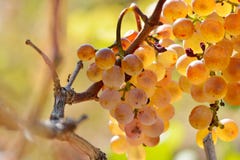Raisins blancs dans le vignoble photos libres de droits Raisins blancs dans le vignoble photos libres de droits