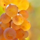 Raisins blancs dans le vignoble photos stock Raisins blancs dans le vignoble photos stock