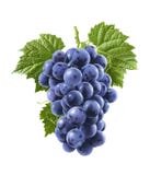 Raisins bleus d'isolement sur le fond blanc Composition verticale Photo stock Raisins bleus d'isolement sur le fond blanc Composition verticale Photo stock
