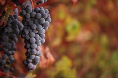 Raisins de vin rouge sur la vigne d'automne images stock Raisins de vin rouge sur la vigne d'automne images stock