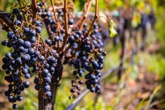Raisins pour le vin rouge sur la vigne photographie stock Raisins pour le vin rouge sur la vigne photographie stock