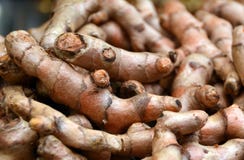 Raizes de Tumeric inteiras frescas, ou rizomas foto de stock Raizes de Tumeric inteiras frescas, ou rizomas foto de stock