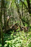Raizes de uma árvore quebrada coberto de vegetação com o musgo em uma floresta verde fotos de stock Raizes de uma árvore quebrada coberto de vegetação com o musgo em uma floresta verde fotos de stock