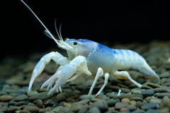 Rakowy Procambarus clarkii duch w akwarium obraz royalty free Rakowy Procambarus clarkii duch w akwarium obraz royalty free