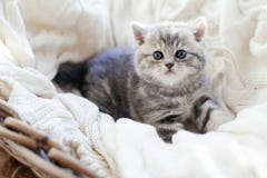 rakt kattskott Arkivfoton rakt kattskott Arkivfoton