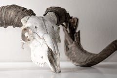 Ram Skull foto de archivo libre de regalías Ram Skull foto de archivo libre de regalías