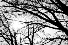 Rama blanco y negro hermosa con un mún tiempo imágenes de archivo libres de regalías Rama blanco y negro hermosa con un mún tiempo imágenes de archivo libres de regalías