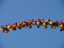 Rama con las hojas rojas y las flores amarillas en el cielo azul imagen de archivo Rama con las hojas rojas y las flores amarillas en el cielo azul imagen de archivo