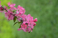 Rama de florecimiento del manzano rosado divino Huerta del flor de la primavera Flores rosadas en fondo verde foto de archivo Rama de florecimiento del manzano rosado divino Huerta del flor de la primavera Flores rosadas en fondo verde foto de archivo