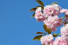 Rama de flores de cerezo rosadas contra el cielo azul Jardín floreciente Primavera Sakura en la floración fotografía de archivo libre de regalías Rama de flores de cerezo rosadas contra el cielo azul Jardín floreciente Primavera Sakura en la floración fotografía de archivo libre de regalías
