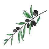 Rama de olivo con imagen del vector de las aceitunas libre illustration Rama de olivo con imagen del vector de las aceitunas libre illustration