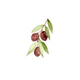 Rama de olivo de la acuarela en el fondo blanco La mano dibujada y aisló el objeto natural libre illustration Rama de olivo de la acuarela en el fondo blanco La mano dibujada y aisló el objeto natural libre illustration