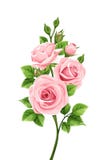 Rama de rosas rosadas Ilustración del vector stock de ilustración Rama de rosas rosadas Ilustración del vector stock de ilustración