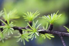 Rama de árbol de abeto con las hojas verdes jovenes Opinión Spruce de la macro de las agujas Fondo suave Profundidad del campo ba Fotos de archivo Rama de árbol de abeto con las hojas verdes jovenes Opinión Spruce de la macro de las agujas Fondo suave Profundidad del campo ba Fotos de archivo
