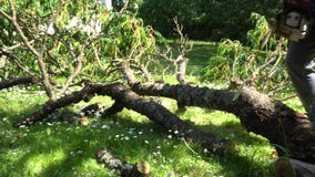 Rama que asierra del jardinero de sexo masculino con la motosierra Jardín de limpieza después de la tormenta card?n almacen de metraje de vídeo Rama que asierra del jardinero de sexo masculino con la motosierra Jardín de limpieza después de la tormenta card?n almacen de metraje de vídeo