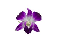 Ramalhete das orquídeas roxas isoladas no fundo branco fotografia de stock royalty free Ramalhete das orquídeas roxas isoladas no fundo branco fotografia de stock royalty free