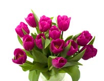 Ramalhete das tulipas frescas isoladas no fundo branco fotos de stock Ramalhete das tulipas frescas isoladas no fundo branco fotos de stock