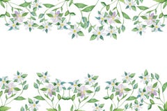 Ramas de florecimiento de la bergamota, de las flores blancas de la acuarela en ramas con verde y de las hojas Bandera de la acua stock de ilustración Ramas de florecimiento de la bergamota, de las flores blancas de la acuarela en ramas con verde y de las hojas Bandera de la acua stock de ilustración