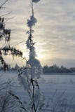Ramas de la hierba seca en la nieve foto de archivo libre de regalías Ramas de la hierba seca en la nieve foto de archivo libre de regalías