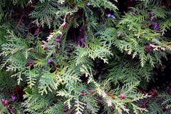 Ramas del Thuja en parque Cierre para arriba imágenes de archivo libres de regalías Ramas del Thuja en parque Cierre para arriba imágenes de archivo libres de regalías