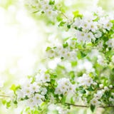 Ramas florecientes del manzano, flores blancas en fondo borroso hojas verdes del bokeh cerca para arriba, flor de Sakura de la ce fotografía de archivo libre de regalías Ramas florecientes del manzano, flores blancas en fondo borroso hojas verdes del bokeh cerca para arriba, flor de Sakura de la ce fotografía de archivo libre de regalías