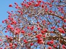 Ramat Gan Coral Tree 2011 fotografia stock Ramat Gan Coral Tree 2011 fotografia stock