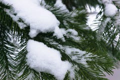 Rami attillati sotto il cappuccio di neve fotografie stock Rami attillati sotto il cappuccio di neve fotografie stock