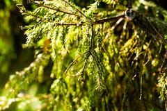 Rami dell'abete nell'ambito di luce solare luminosa fotografie stock libere da diritti Rami dell'abete nell'ambito di luce solare luminosa fotografie stock libere da diritti