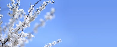Rami dell'albero di fioritura sul fondo del cielo blu immagine stock Rami dell'albero di fioritura sul fondo del cielo blu immagine stock