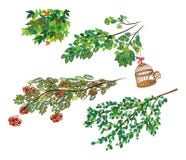 Rami della cenere di montagna differente degli alberi, acero, tremula con una gabbia per uccelli aperta illustrazione di stock Rami della cenere di montagna differente degli alberi, acero, tremula con una gabbia per uccelli aperta illustrazione di stock