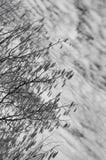 Rami di alberi con i germogli gialli in molla in anticipo, fuoco selettivo Rami del salice purulento con i gattini fotografie stock Rami di alberi con i germogli gialli in molla in anticipo, fuoco selettivo Rami del salice purulento con i gattini fotografie stock
