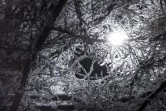 Rami di albero nel gelo sui precedenti di una lanterna di notte immagini stock Rami di albero nel gelo sui precedenti di una lanterna di notte immagini stock