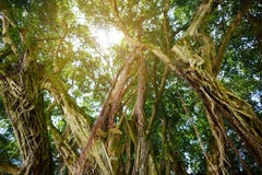 Rami e radici d'attaccatura dell'albero di banyan gigante sulla grande isola delle Hawai fotografia stock Rami e radici d'attaccatura dell'albero di banyan gigante sulla grande isola delle Hawai fotografia stock