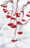 Ramifichi con le bacche mature rosse della cenere di montagna coperte di neve Immagine Stock Ramifichi con le bacche mature rosse della cenere di montagna coperte di neve Immagine Stock
