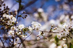 Ramo branco de uma árvore de Apple de florescência contra o céu azul Flores delicadas de Apple Árvores do jardim de florescência foto de stock Ramo branco de uma árvore de Apple de florescência contra o céu azul Flores delicadas de Apple Árvores do jardim de florescência foto de stock