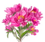 Ramo de peonías rosadas con los estambres amarillos, aislado en blanco Imagen de archivo Ramo de peonías rosadas con los estambres amarillos, aislado en blanco Imagen de archivo
