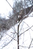 Ramo de árvore coberto com a neve em uma floresta nevado fotografia de stock Ramo de árvore coberto com a neve em uma floresta nevado fotografia de stock