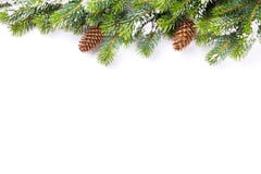 Ramo de árvore do Natal com os cones da neve e do pinho Foto de Stock Royalty Free Ramo de árvore do Natal com os cones da neve e do pinho Foto de Stock Royalty Free