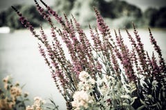 Ramo del campo, ramo de la primavera de wildflowers imagenes de archivo Ramo del campo, ramo de la primavera de wildflowers imagenes de archivo