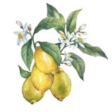 Ramo del limone fresco degli agrumi con le foglie verdi ed i fiori illustrazione vettoriale Ramo del limone fresco degli agrumi con le foglie verdi ed i fiori illustrazione vettoriale
