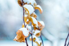 Ramo dell'albero con le foglie arancio asciutte, coperto di neve Inverno fotografie stock Ramo dell'albero con le foglie arancio asciutte, coperto di neve Inverno fotografie stock