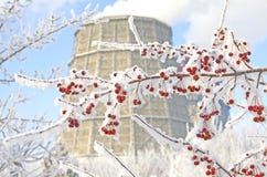 Ramo della bacca coperto di neve sui precedenti della torre di raffreddamento immagini stock Ramo della bacca coperto di neve sui precedenti della torre di raffreddamento immagini stock