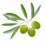 Ramo di olive dettagliato realistico di colore con le foglie Vettore illustrazione vettoriale Ramo di olive dettagliato realistico di colore con le foglie Vettore illustrazione vettoriale