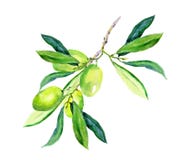 Ramo di ulivo - olive verdi watercolor illustrazione vettoriale Ramo di ulivo - olive verdi watercolor illustrazione vettoriale