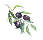 Ramo di ulivo - verdure e foglie delle olive nere watercolor royalty illustrazione gratis Ramo di ulivo - verdure e foglie delle olive nere watercolor royalty illustrazione gratis