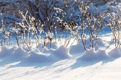 Ramo do inverno com neve imagem de stock royalty free Ramo do inverno com neve imagem de stock royalty free
