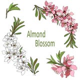 Ramo do vetor com cores brancas e cor-de-rosa do clipart das flores da amêndoa ilustração do vetor Ramo do vetor com cores brancas e cor-de-rosa do clipart das flores da amêndoa ilustração do vetor