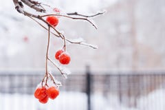 Ramo innevato della cenere di montagna con le bacche rosse sui wi bianchi Fotografie Stock Libere da Diritti Ramo innevato della cenere di montagna con le bacche rosse sui wi bianchi Fotografie Stock Libere da Diritti