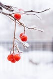 Ramo innevato della cenere di montagna con le bacche rosse sui wi bianchi Fotografie Stock Ramo innevato della cenere di montagna con le bacche rosse sui wi bianchi Fotografie Stock